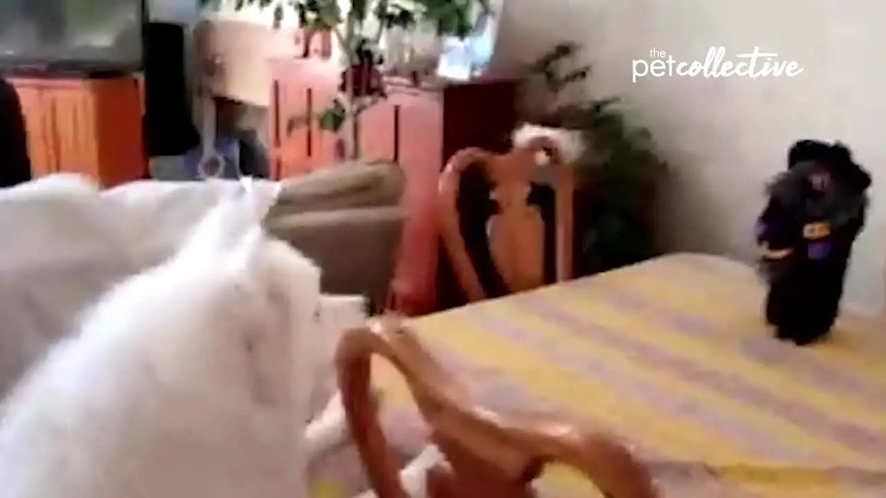The Pet Collective live