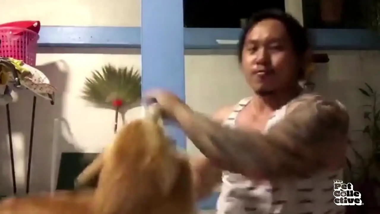 The Pet Collective live