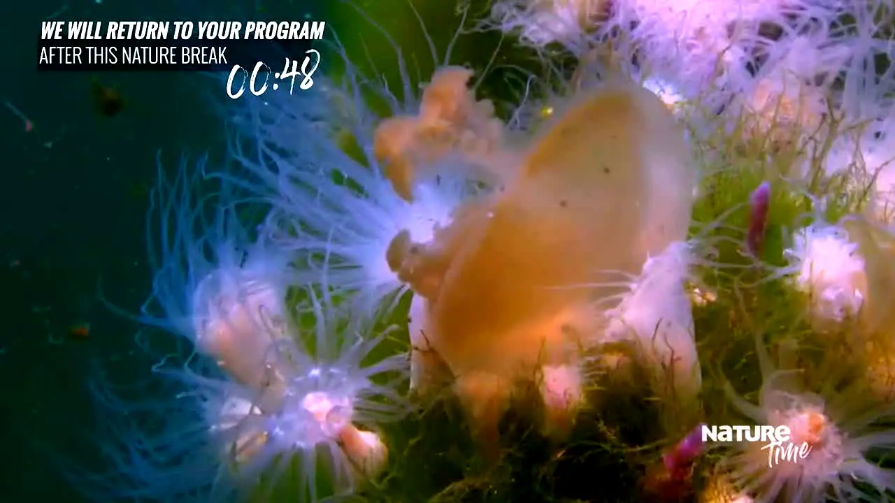 Nature Time en direct