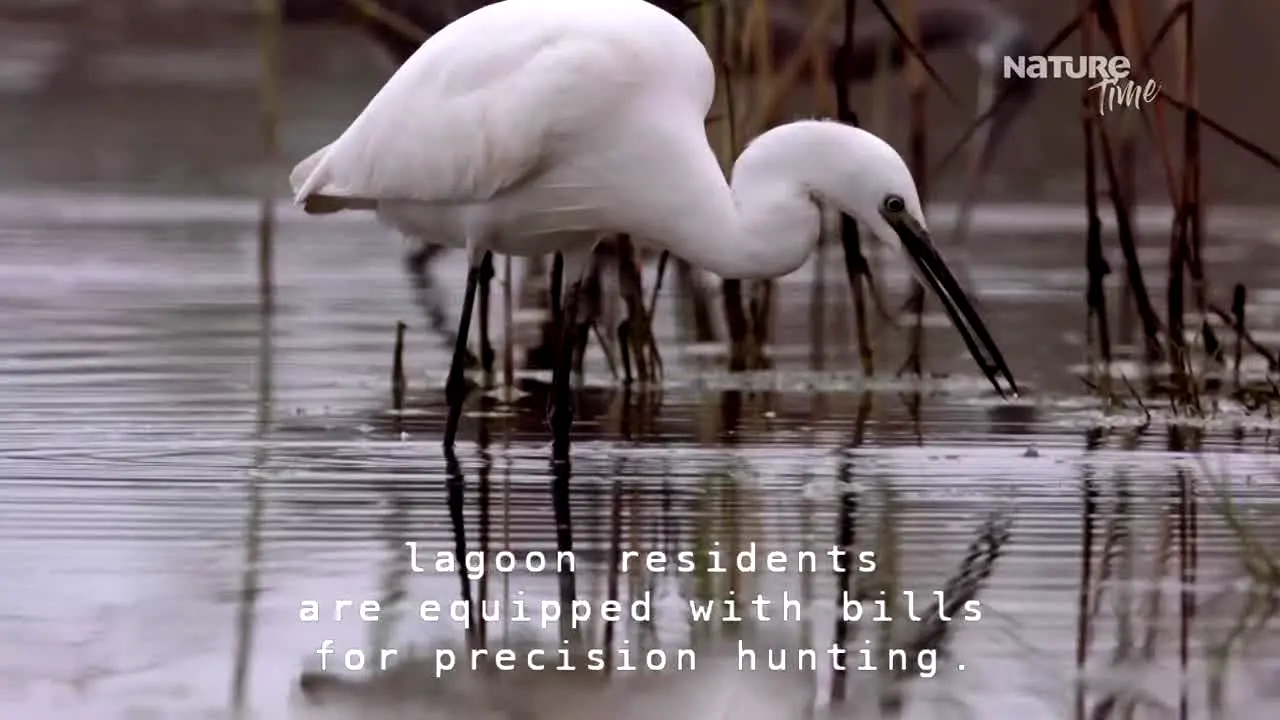 Nature Time live