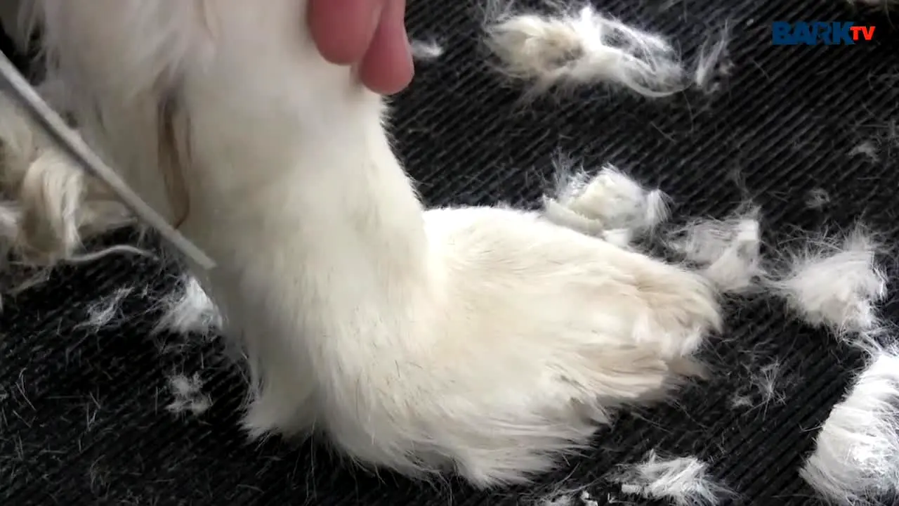 Bark TV en direct