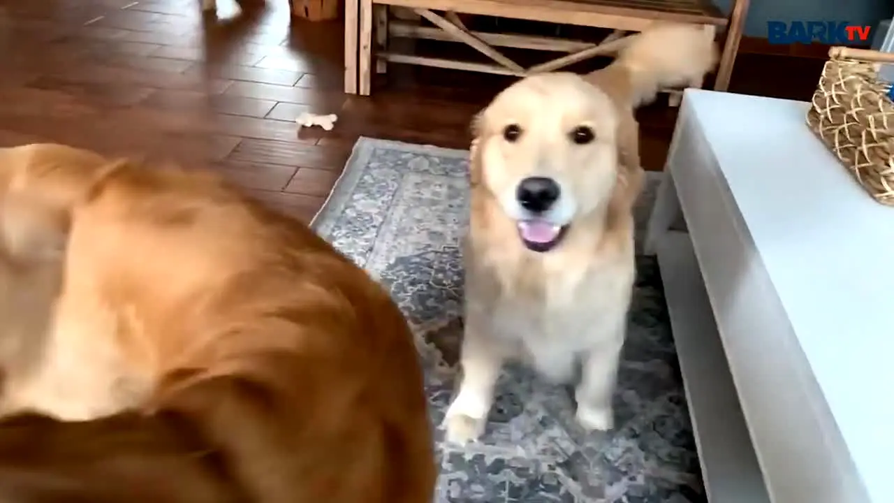 Bark TV live