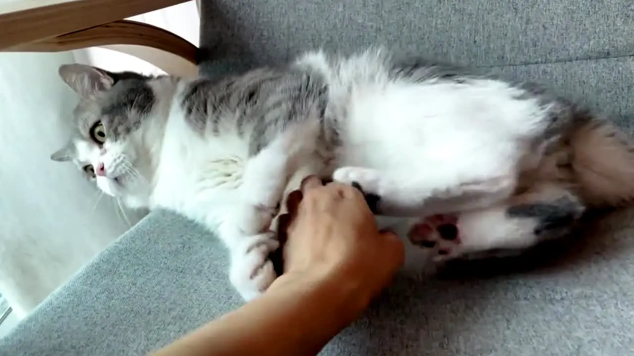Vivir con gatos en vivo