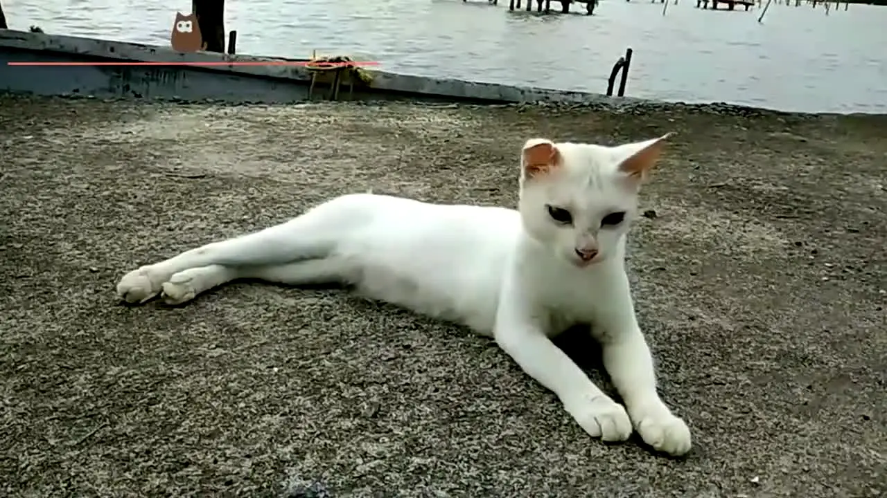 Vivir con gatos in diretta