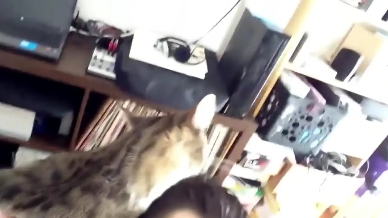 Vivir con gatos live