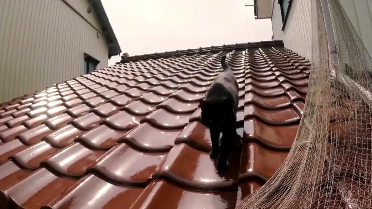Vivir con gatos en direct