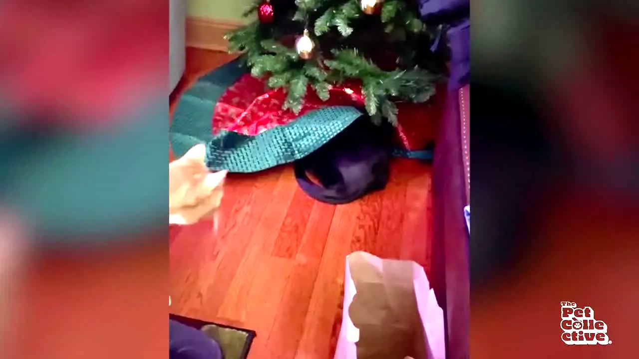 The Pet Collective live