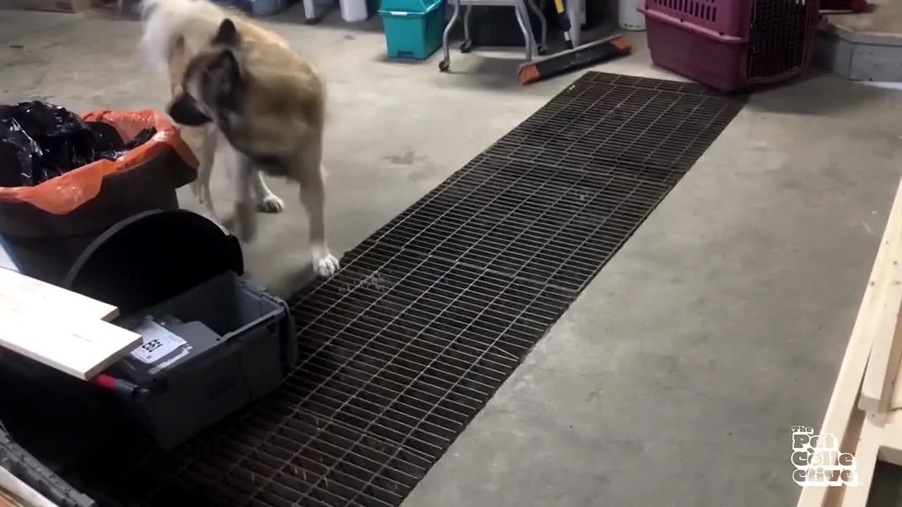 The Pet Collective live