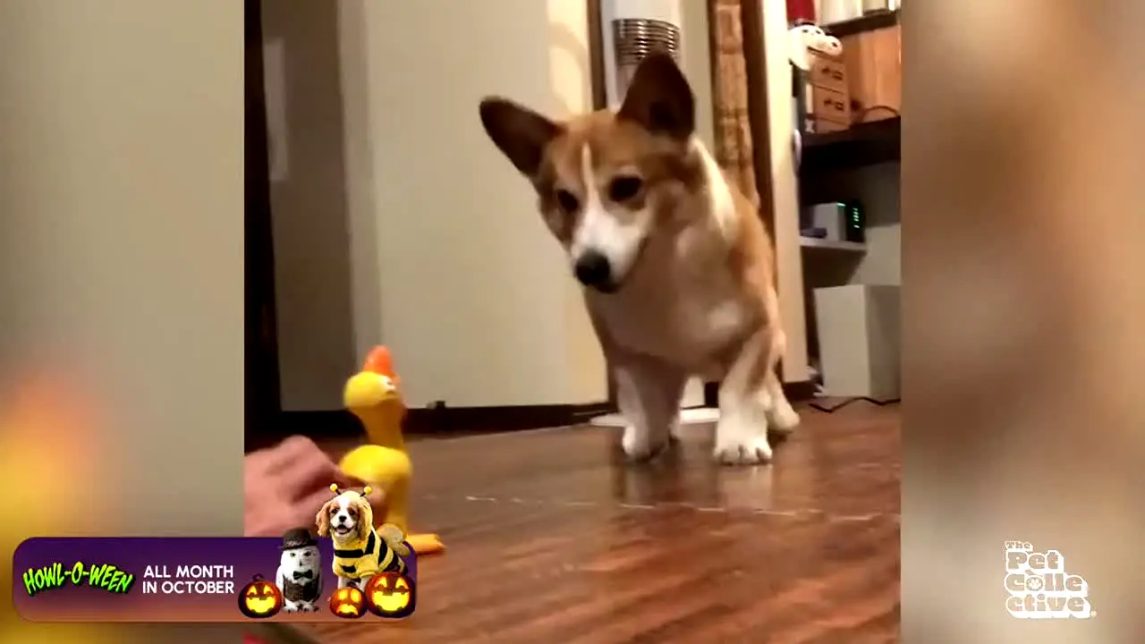 The Pet Collective live