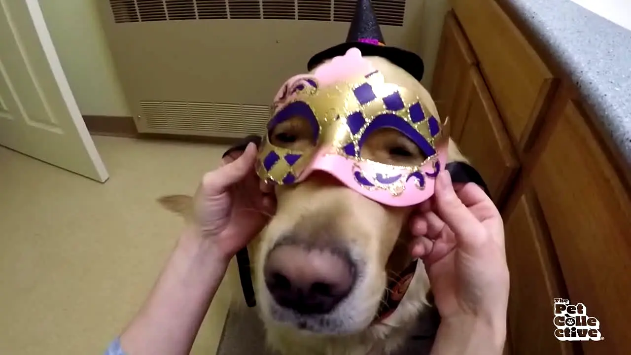 The Pet Collective — прямой эфир