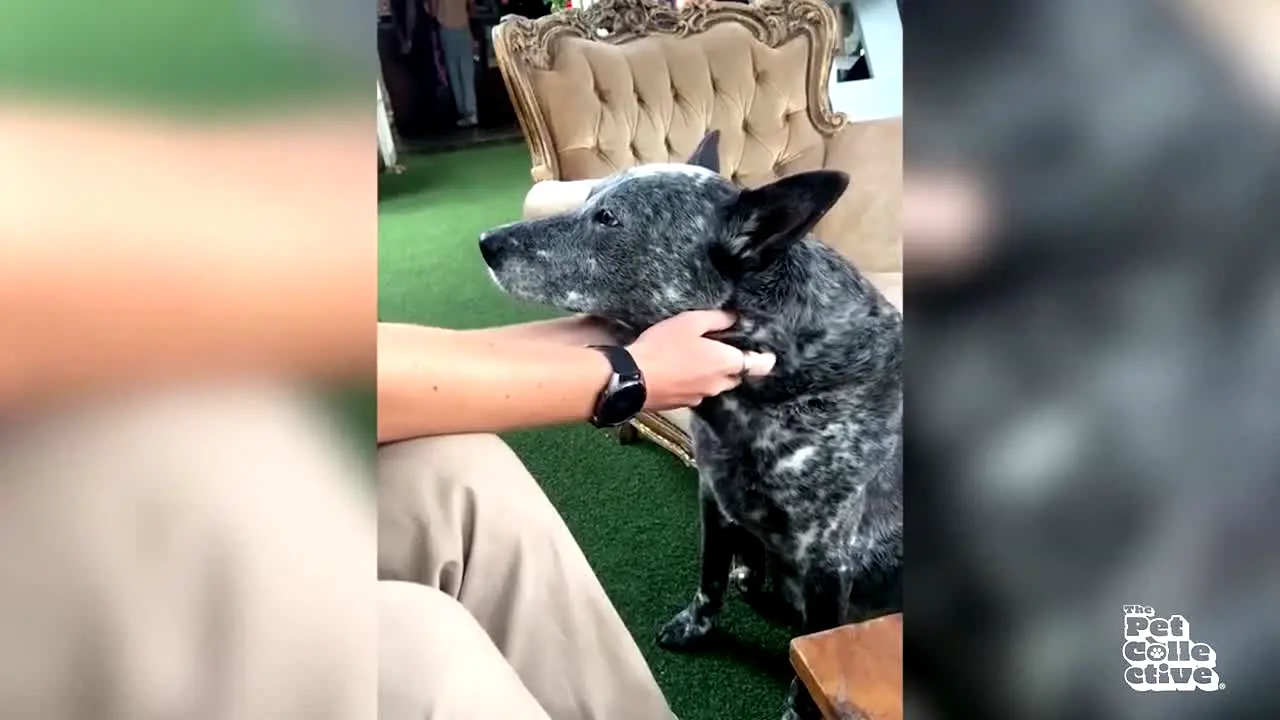 The Pet Collective live