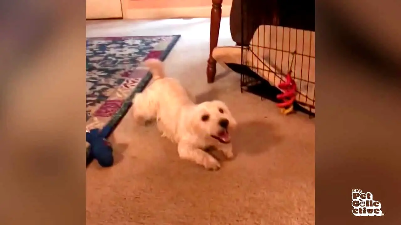 The Pet Collective live