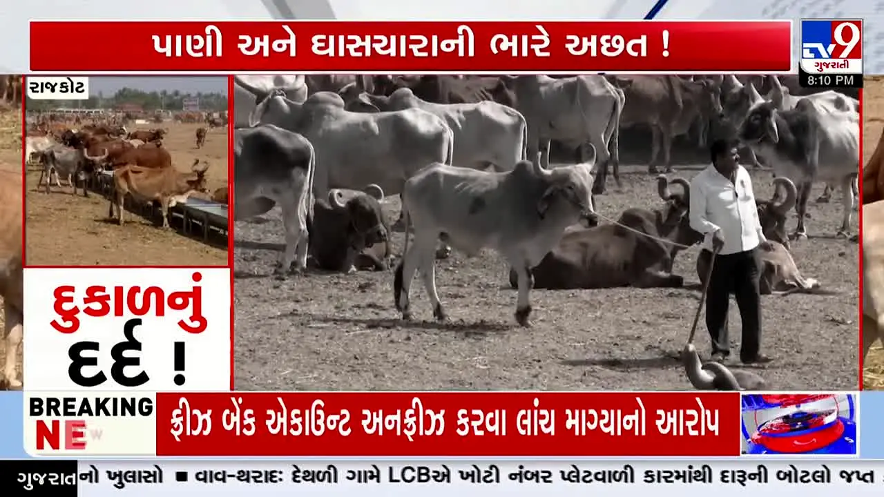 TV9 Gujarati — прямой эфир