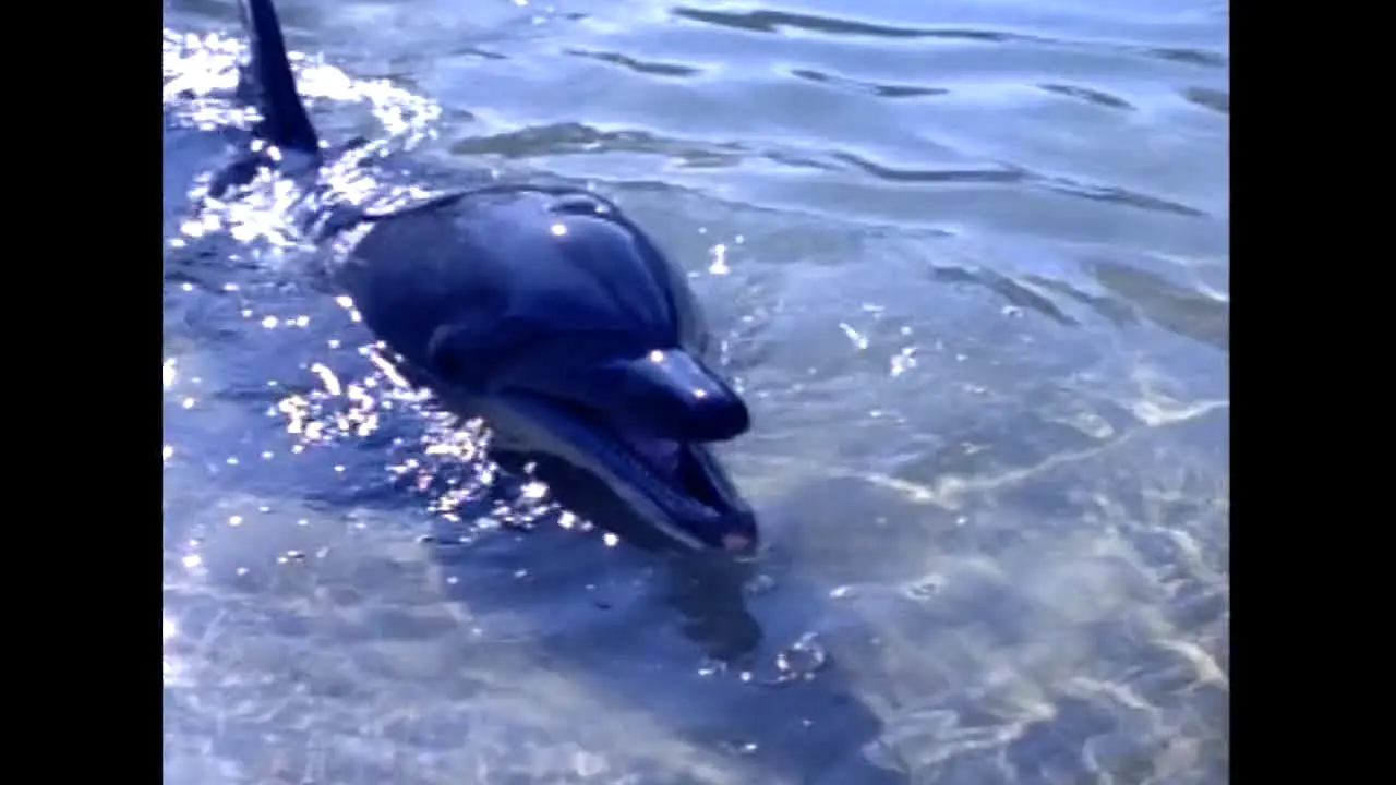 Flipper: The New Adventures live