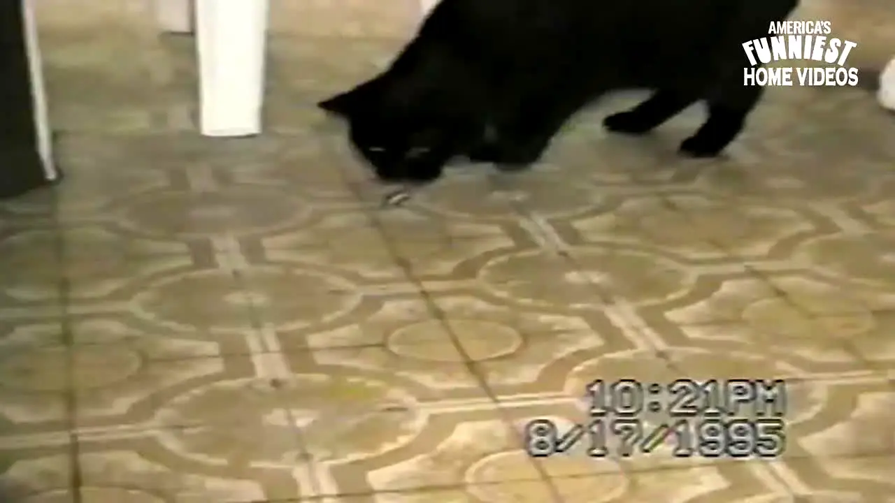 America's Funniest Home Videos live