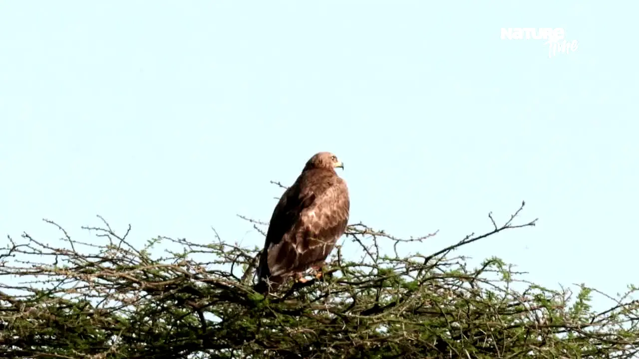 NatureTime live