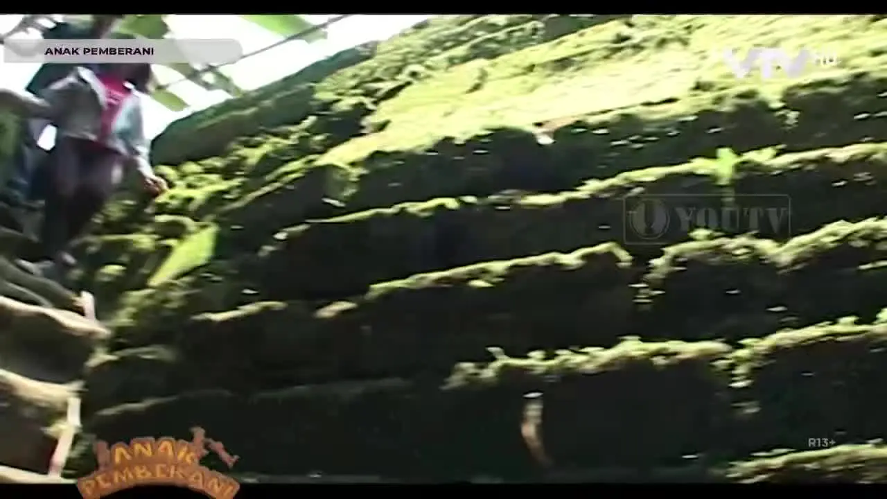 VTV in diretta