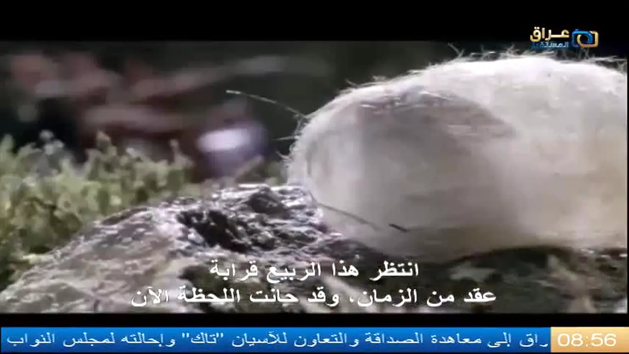 Iraq Future live