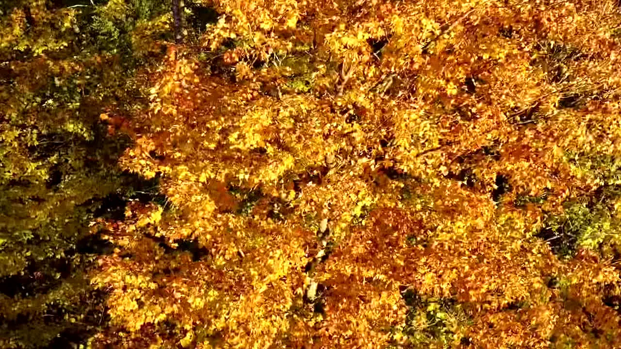 Fall Vibes — прямой эфир