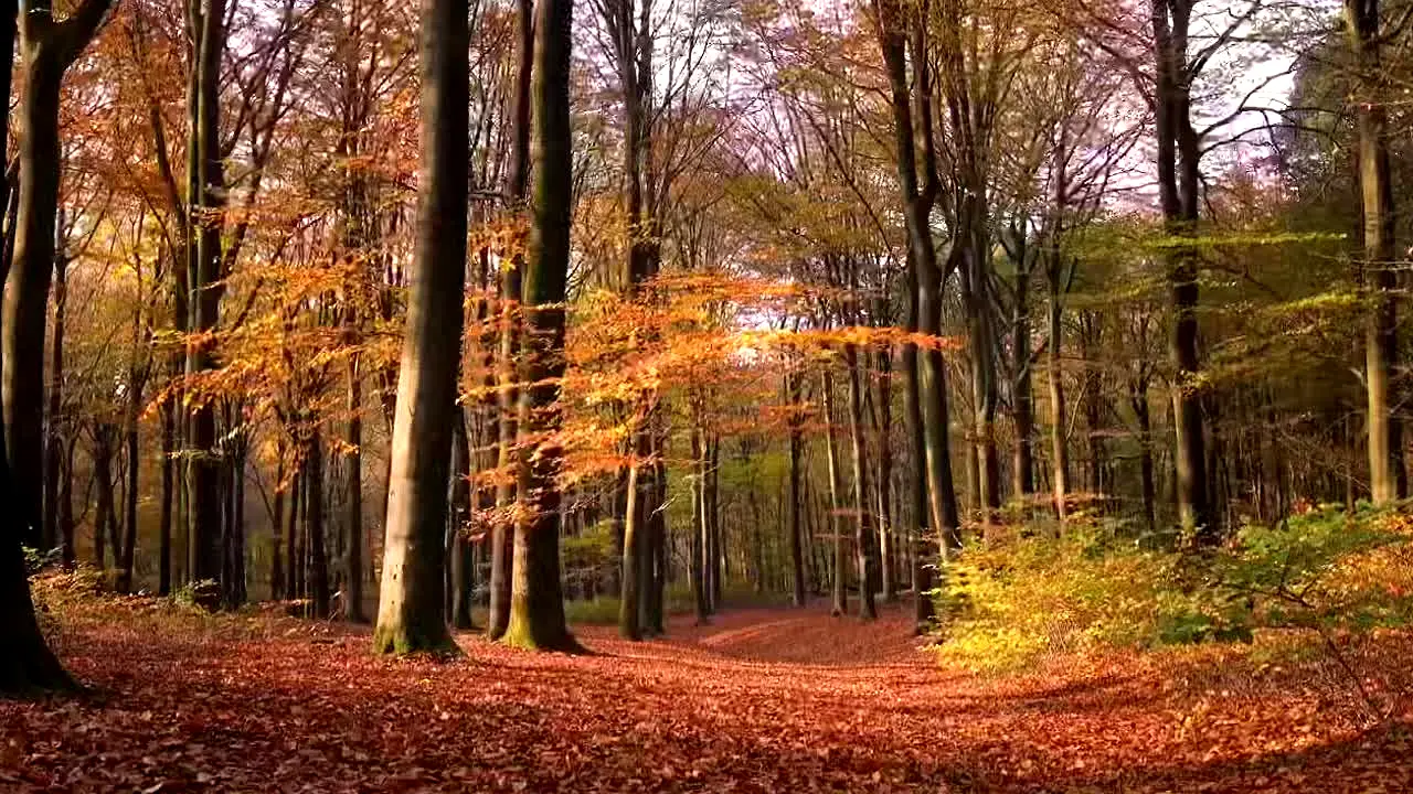 Fall Vibes live