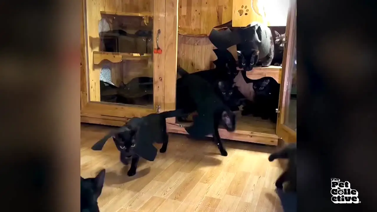 The Pet Collective live
