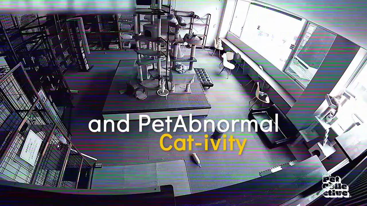 The Pet Collective live