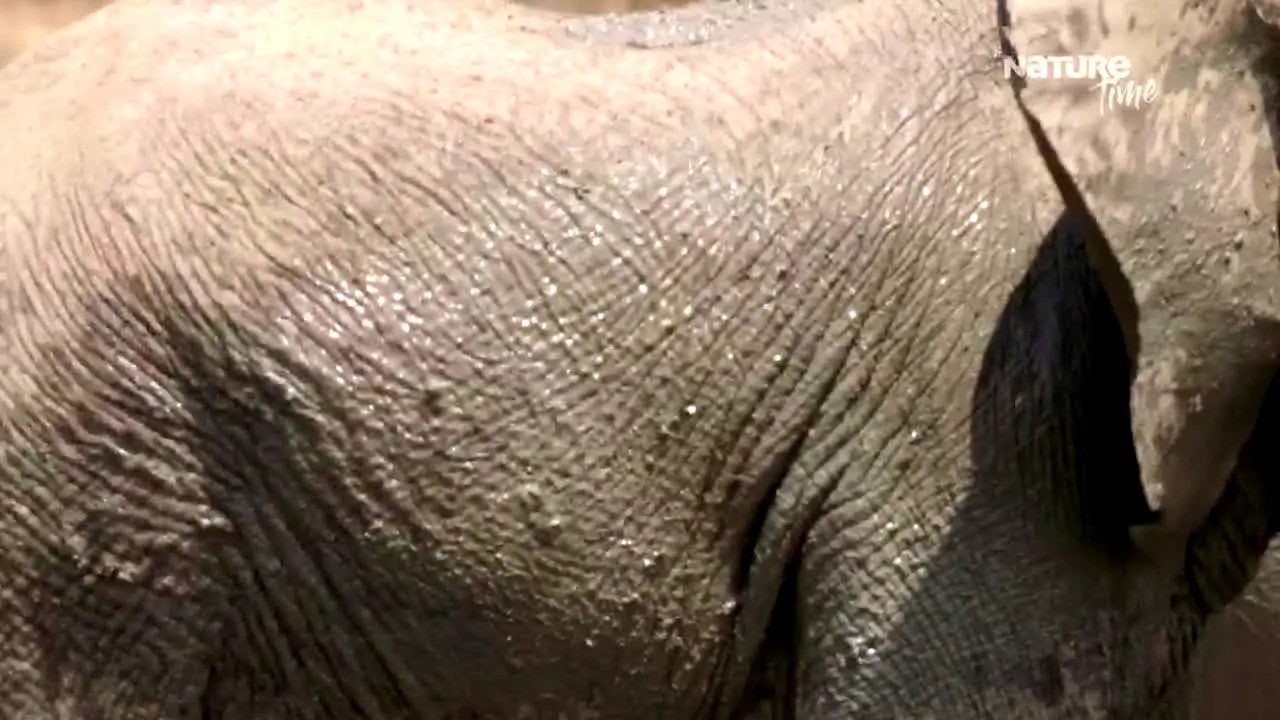 Nature Time live