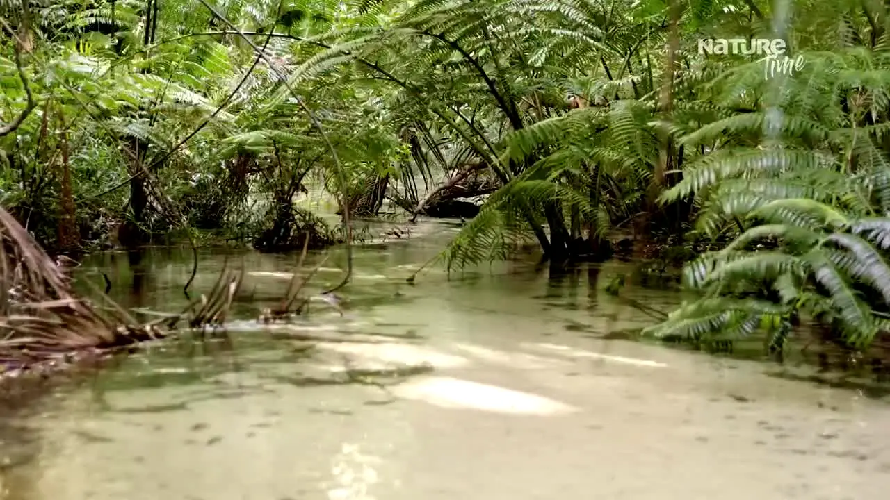 Nature Time live