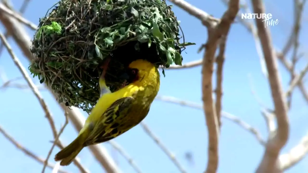 Nature Time in diretta