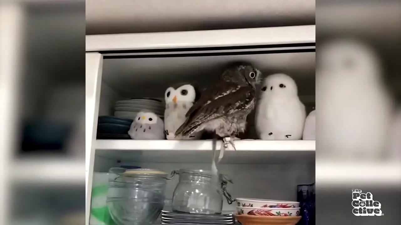The Pet Collective in diretta