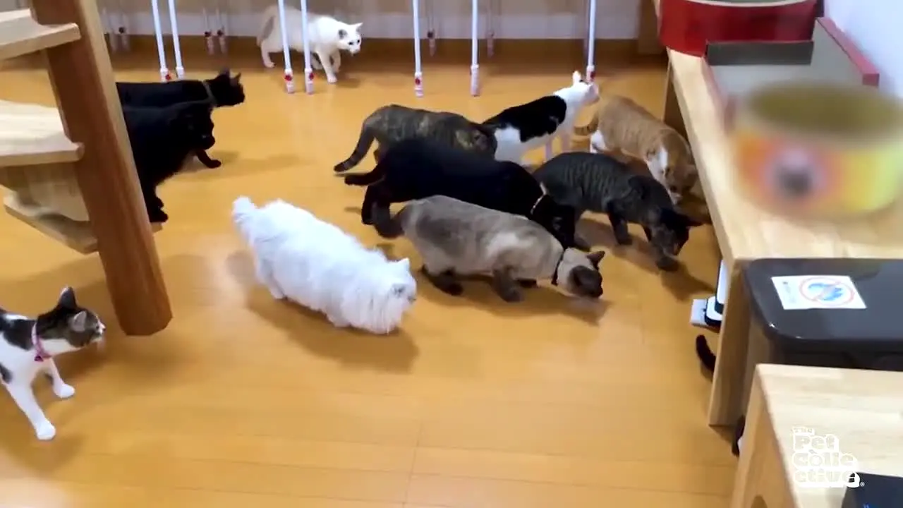 The Pet Collective — прямой эфир
