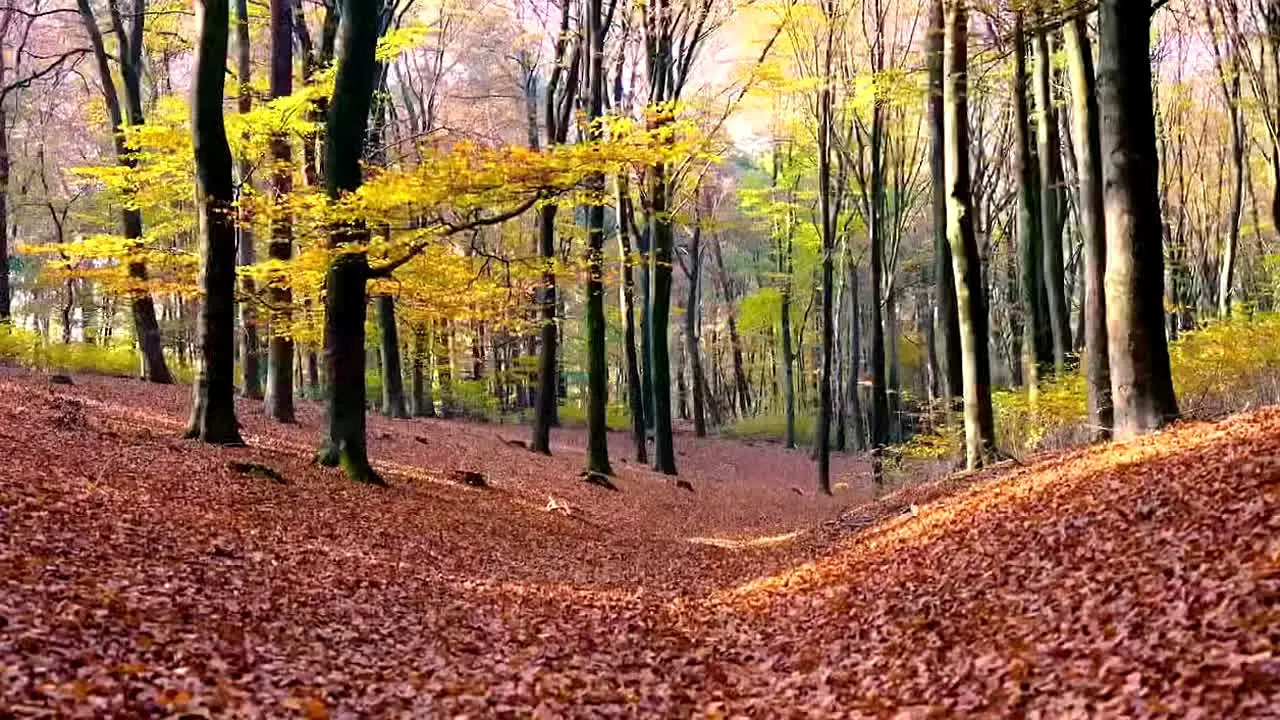 Fall Vibes in diretta