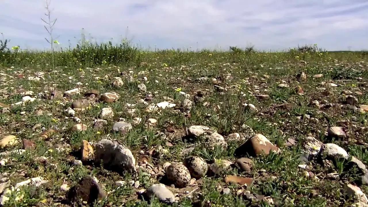 Pluto TV Animales na żywo