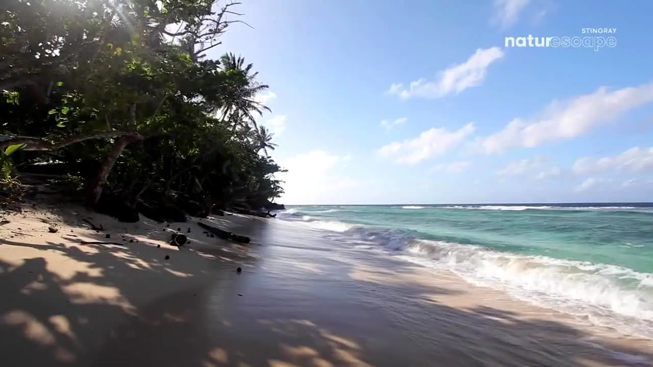 Stingray Naturescape live