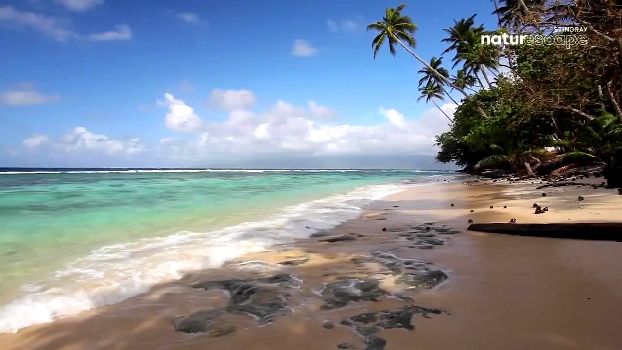Stingray Naturescape live