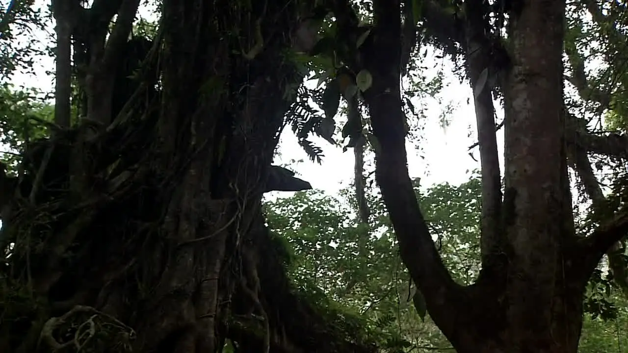 NatureVision live