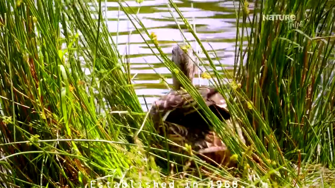 Nature Time in diretta