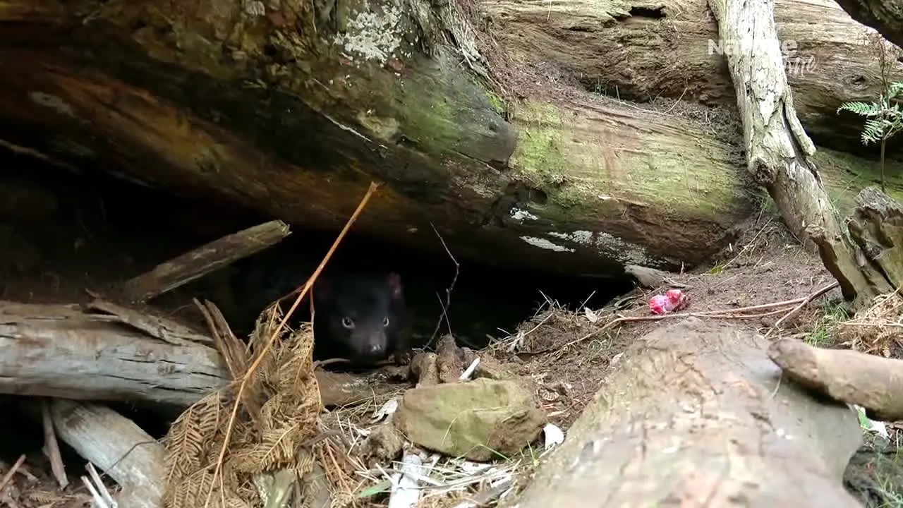 NatureTime live