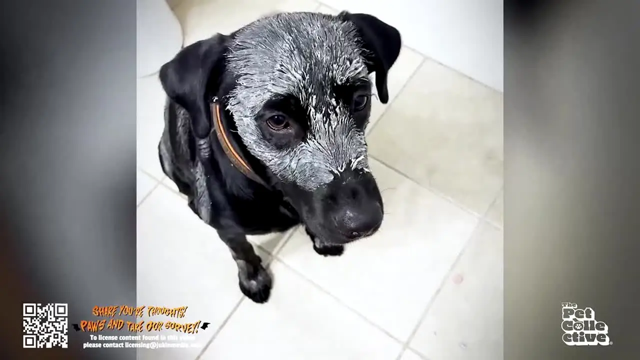 The Pet Collective live