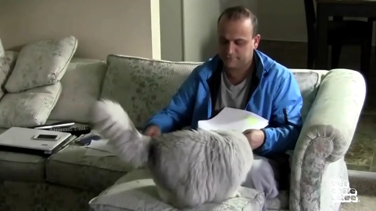 The Pet Collective live