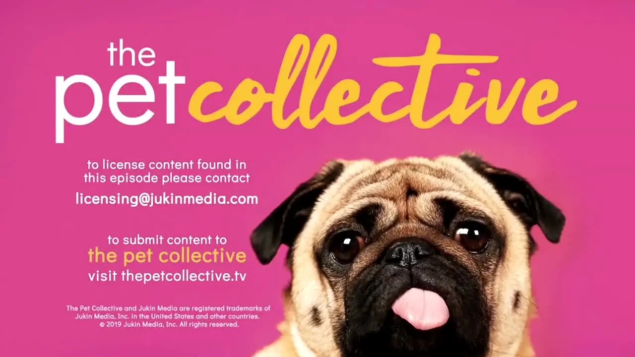The Pet Collective live