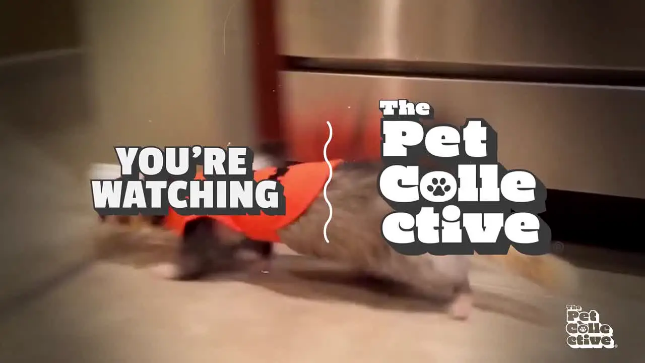 The Pet Collective live