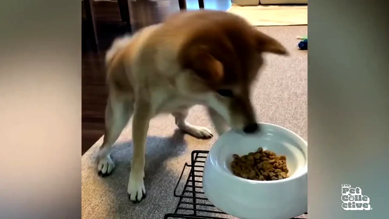 The Pet Collective live