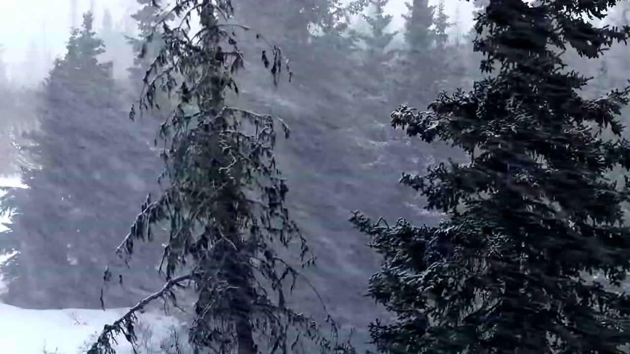 Storm Vibes live