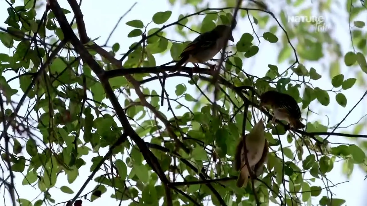 Nature Time ao vivo