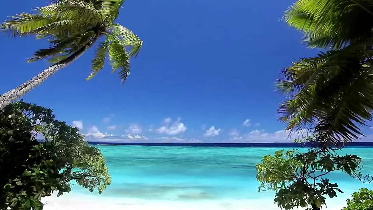 Island Vibes live