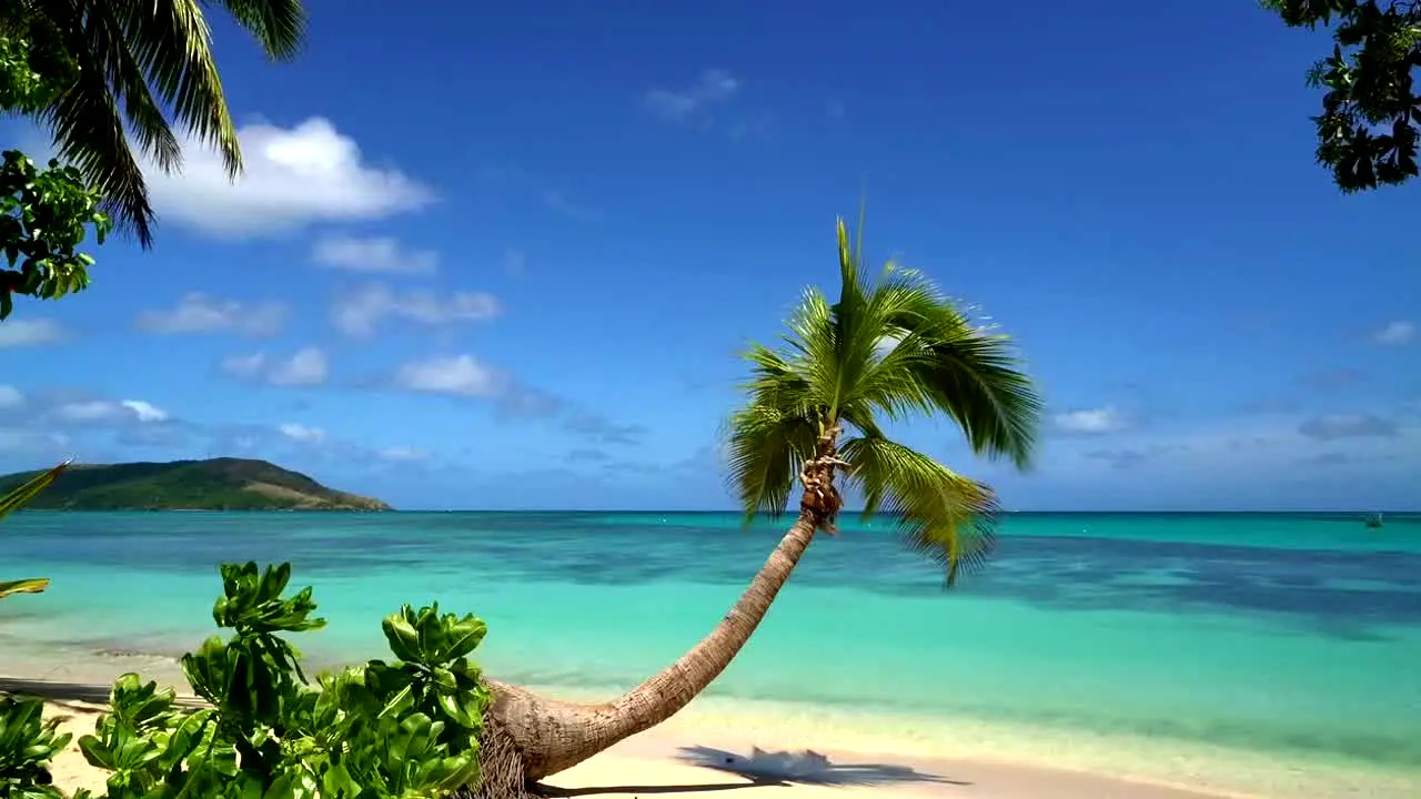 Island Vibes live