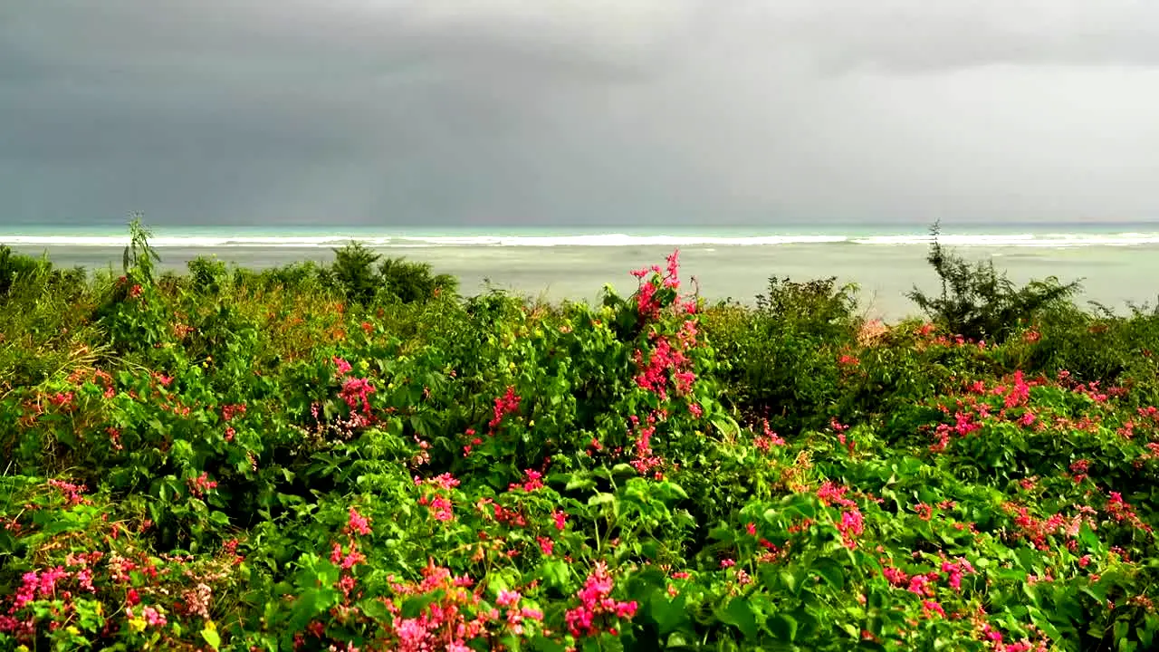 Island Vibes in diretta