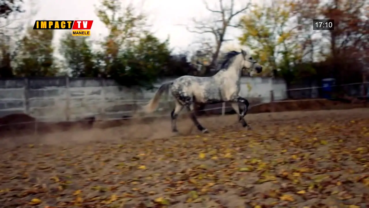 Impact TV Manele in diretta