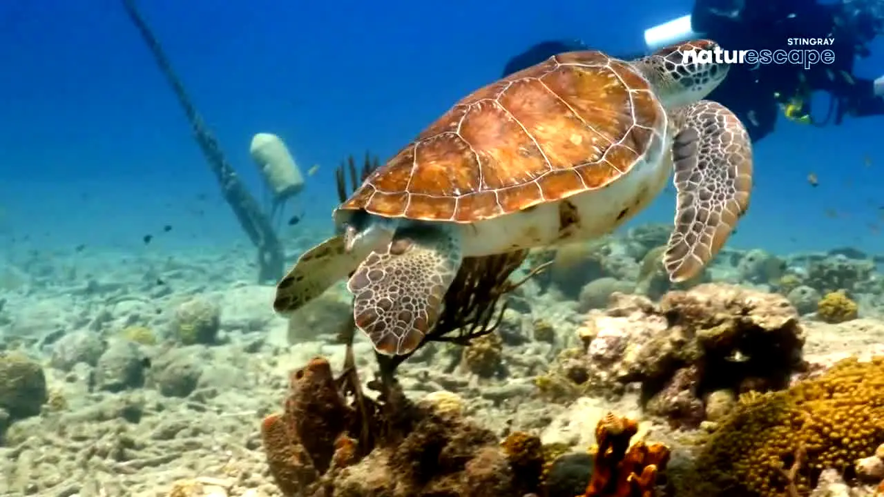 Stingray Naturescape na żywo